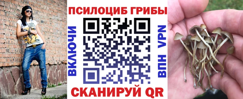 Галлюциногенные грибы Psilocybe  продажа наркотиков  Хасавюрт 